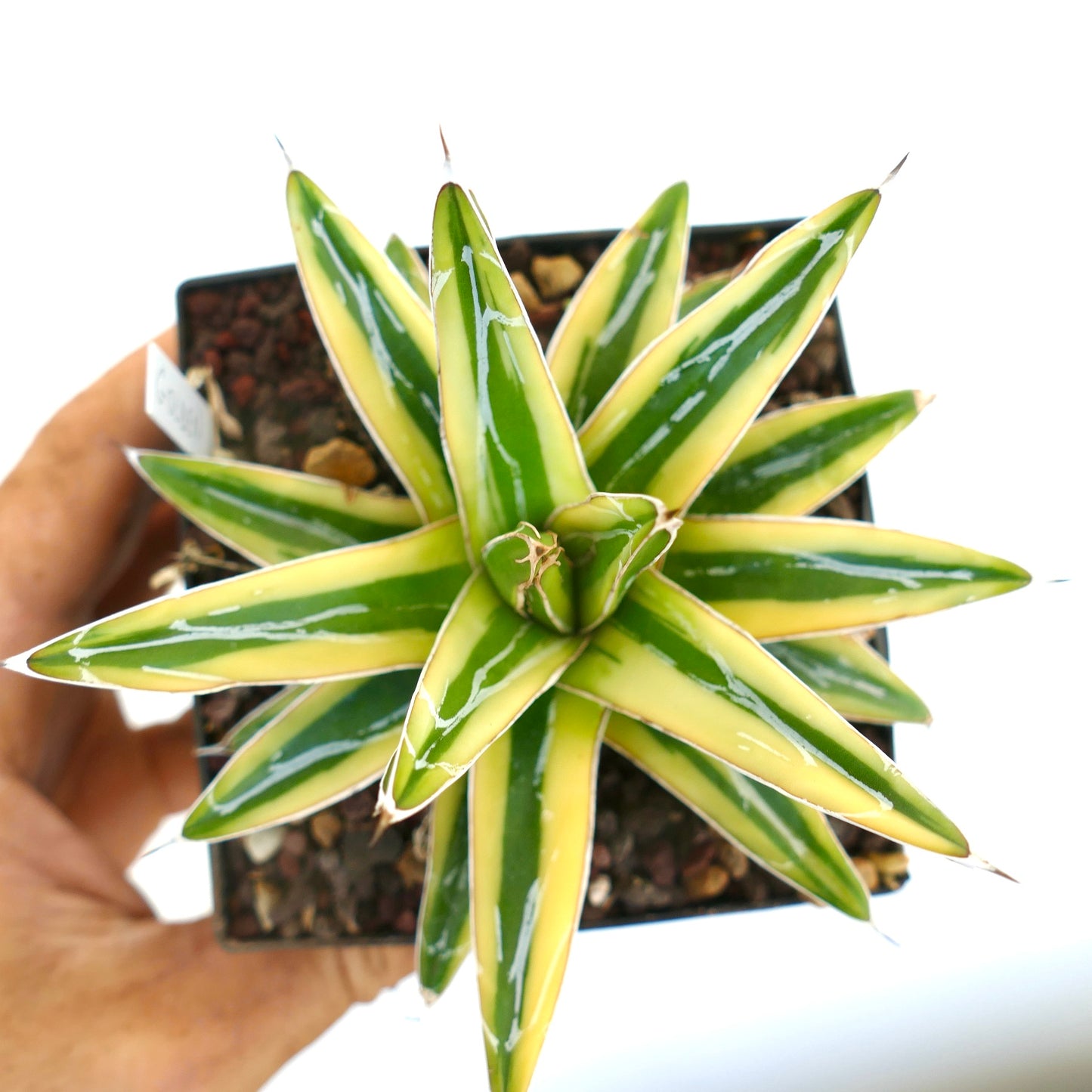 Agave victoriae-reginae cv "Shin Yuki Yama"