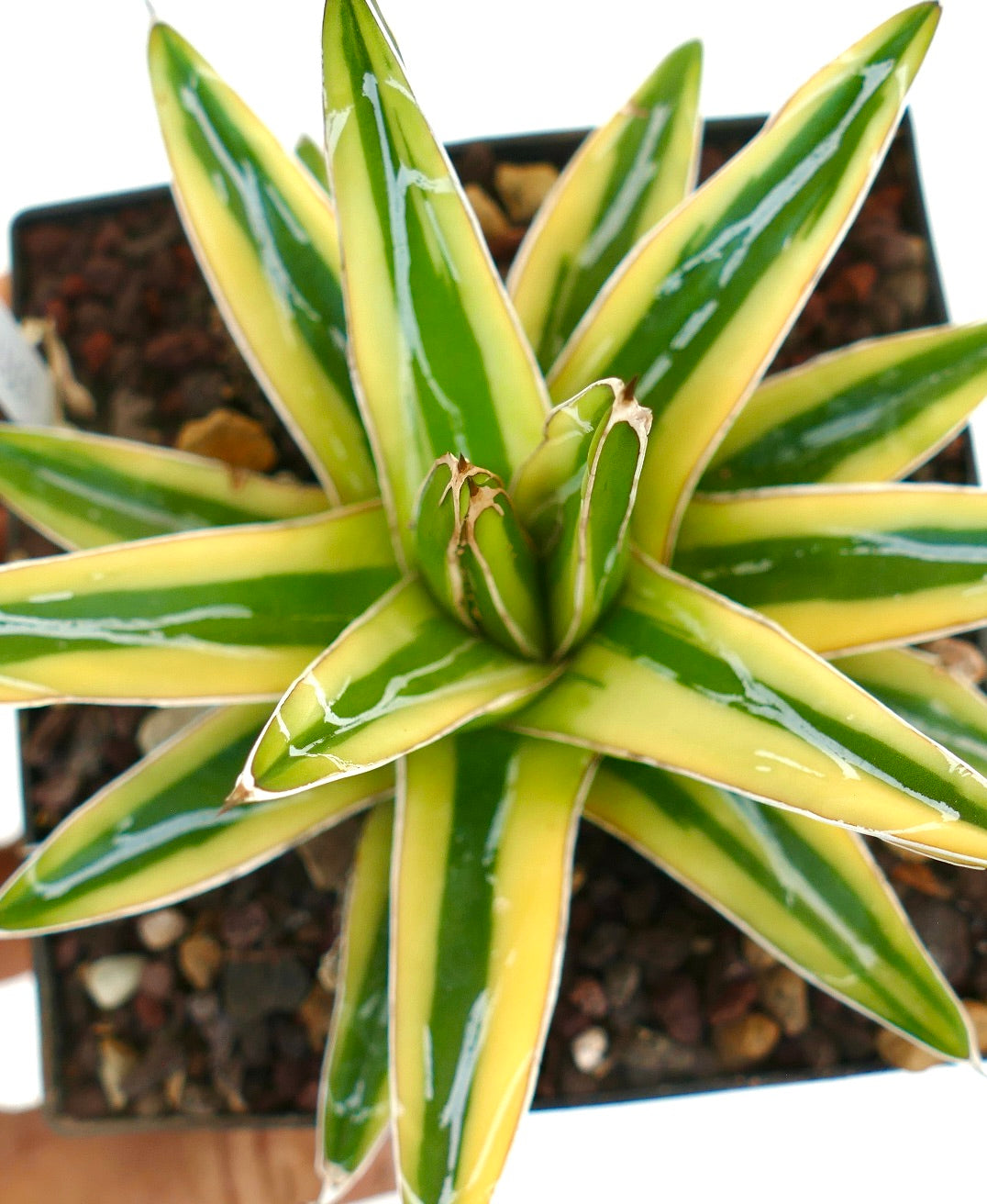 Agave victoriae-reginae cv "Shin Yuki Yama"