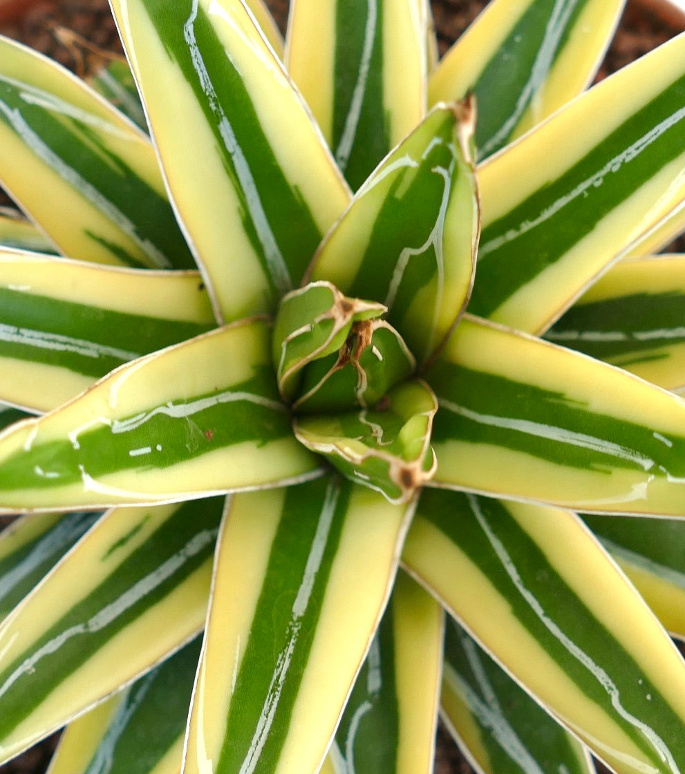 Agave victoriae-reginae cv "Shin Yuki Yama"