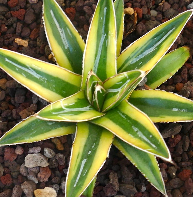 Agave victoriae-reginae cv "Shin Yuki Yama"