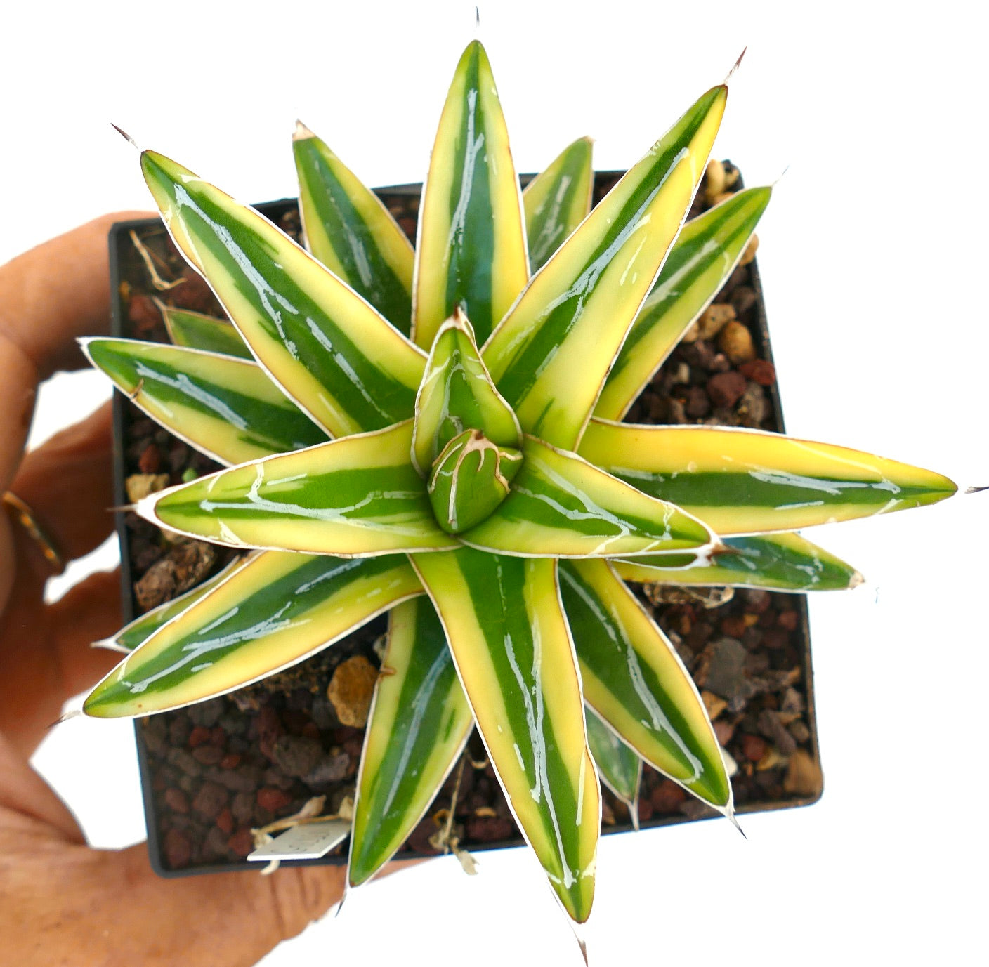 Agave victoriae-reginae cv "Shin Yuki Yama"