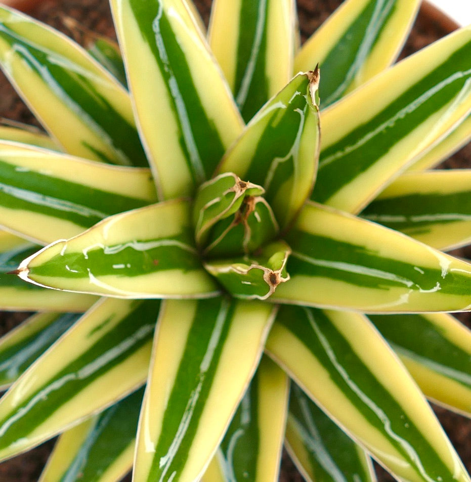 Agave victoriae-reginae cv "Shin Yuki Yama"