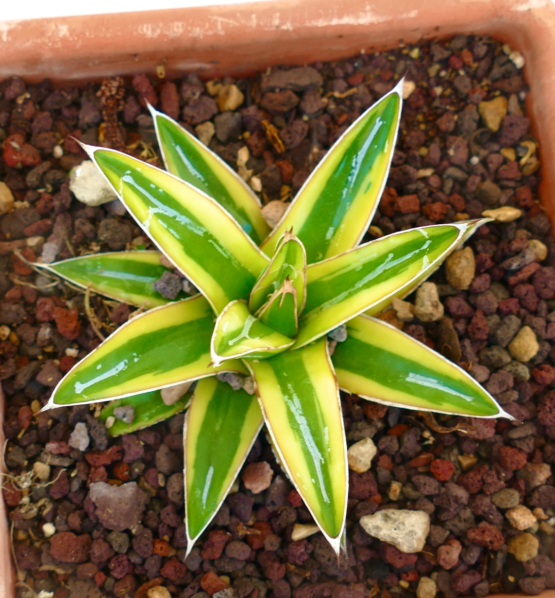 Agave victoriae-reginae cv "Shin Yuki Yama"