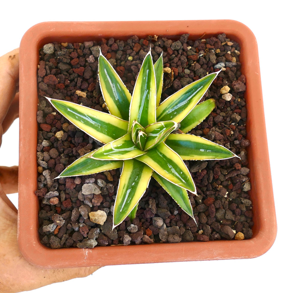 Agave victoriae-reginae cv "Shin Yuki Yama"