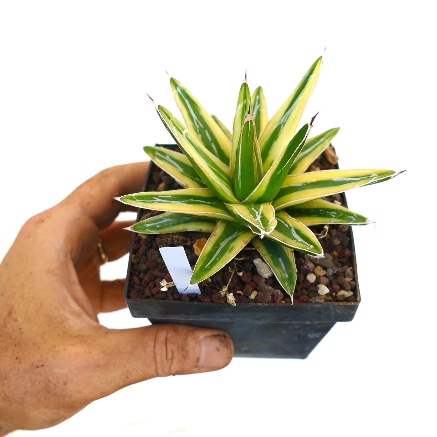 Agave victoriae-reginae cv "Shin Yuki Yama"