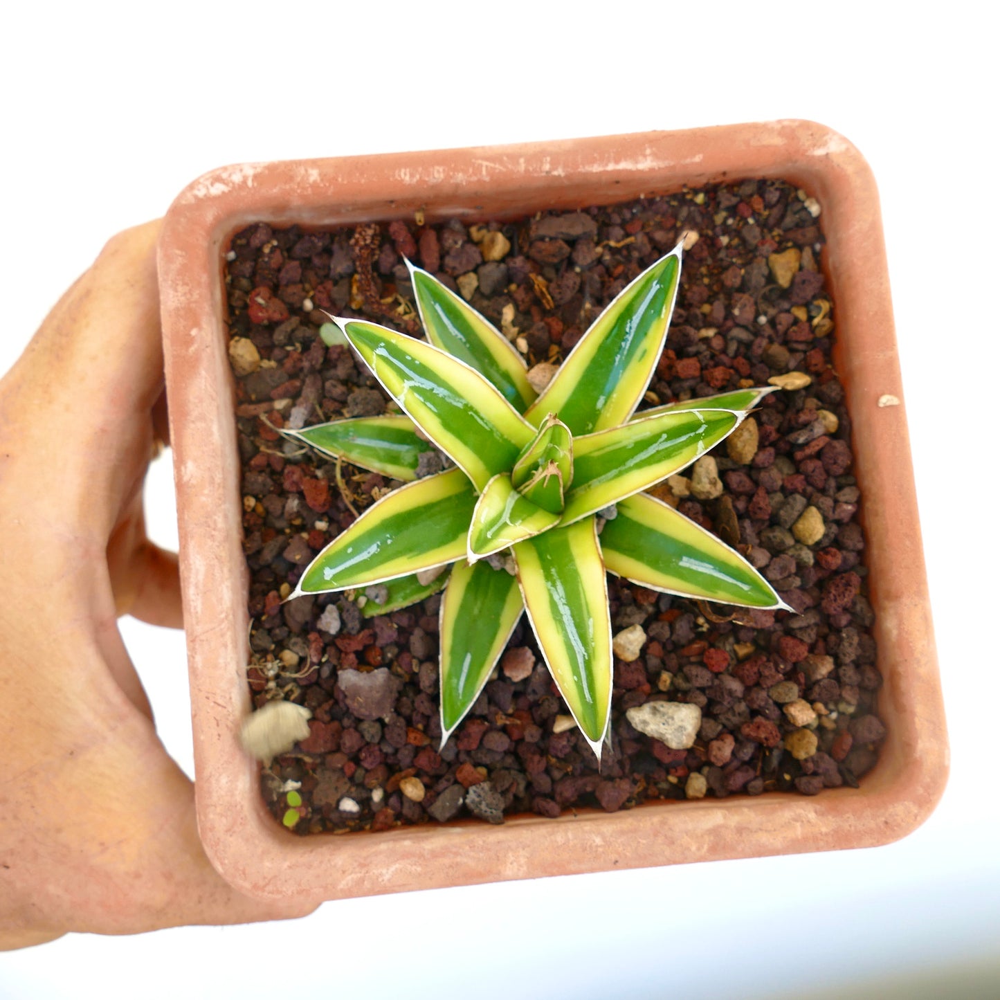 Agave victoriae-reginae cv "Shin Yuki Yama"