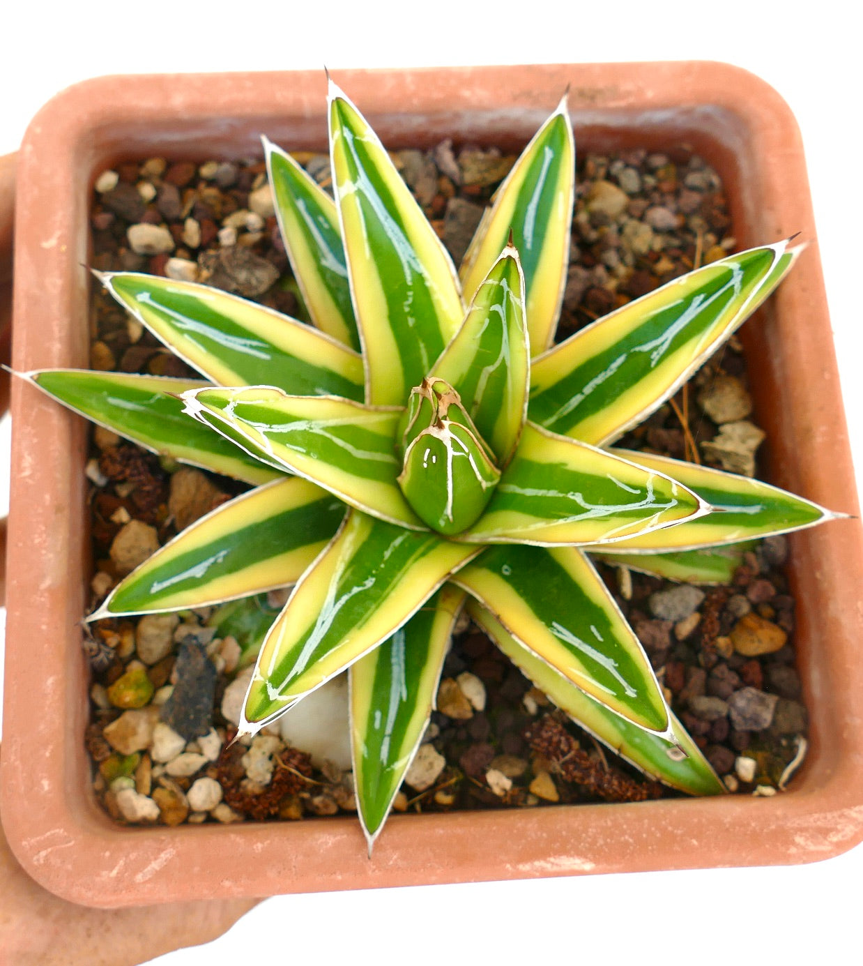 Agave victoriae-reginae cv "Shin Yuki Yama"