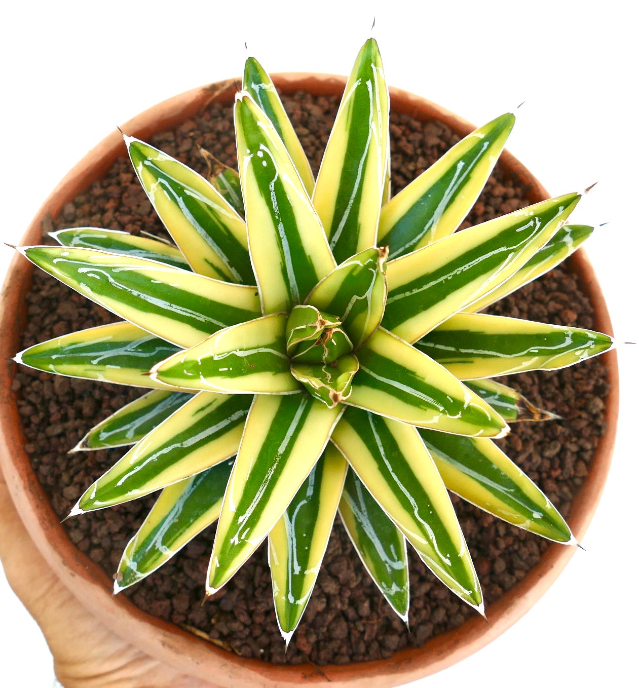 Agave victoriae-reginae cv "Shin Yuki Yama"