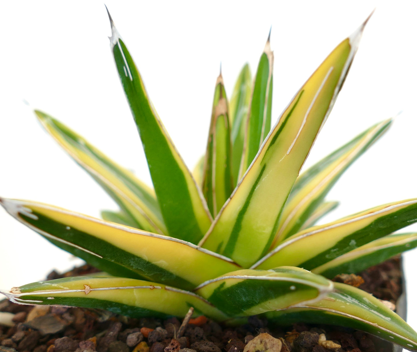 Agave victoriae-reginae cv "Shin Yuki Yama"