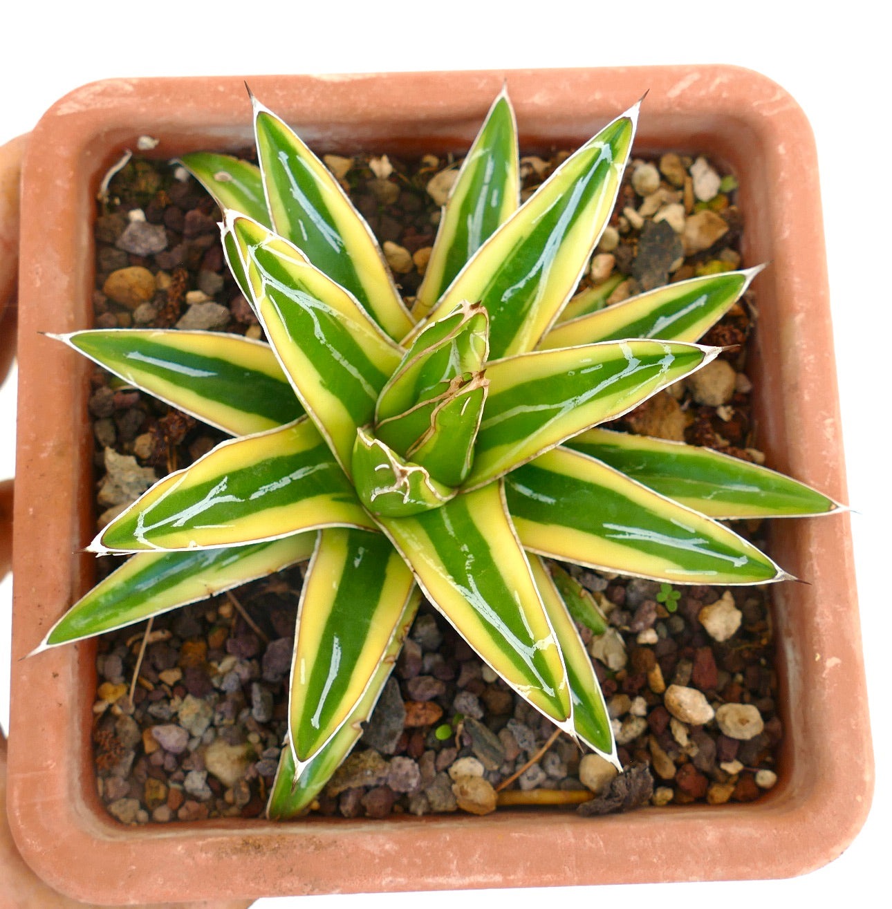 Agave victoriae-reginae cv "Shin Yuki Yama"