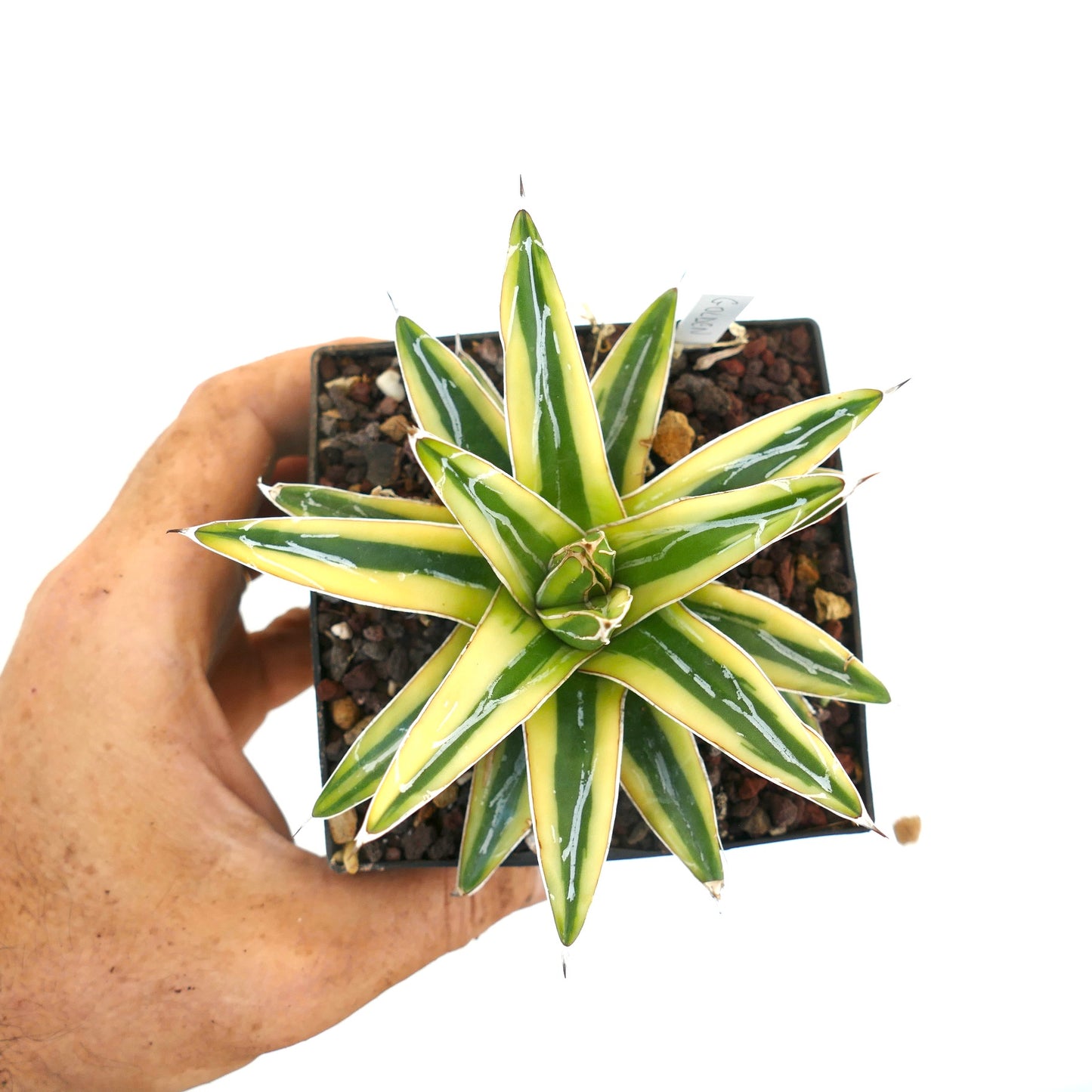 Agave victoriae-reginae cv "Shin Yuki Yama"