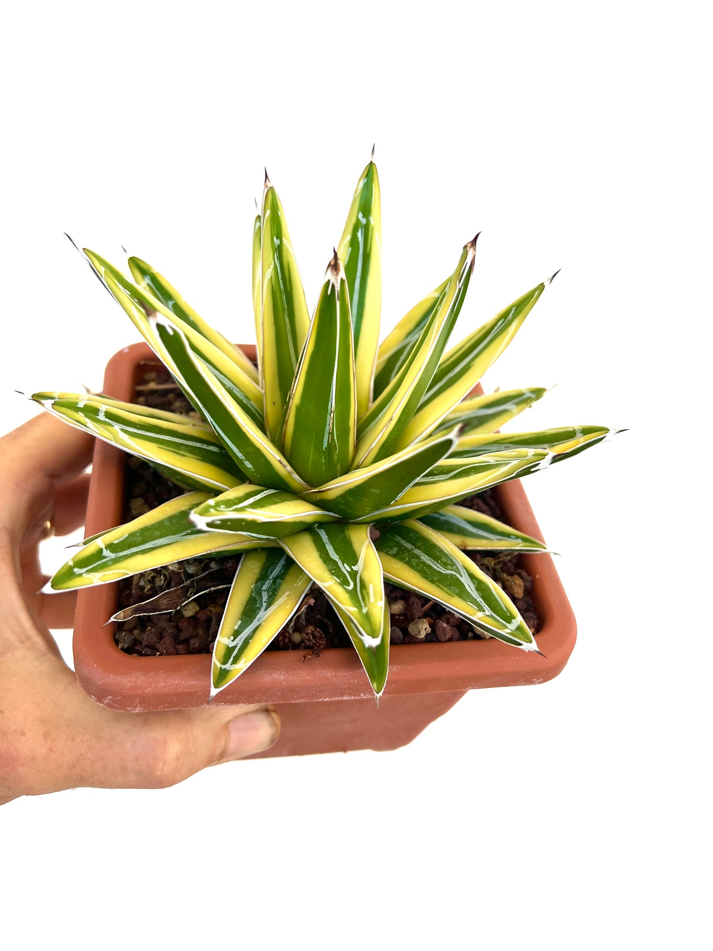 Agave victoriae-reginae cv "Shin Yuki Yama"