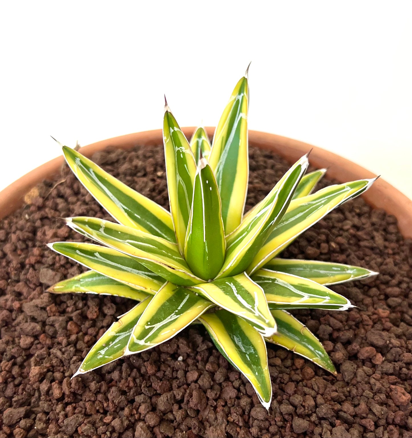 Agave victoriae-reginae cv "Shin Yuki Yama"