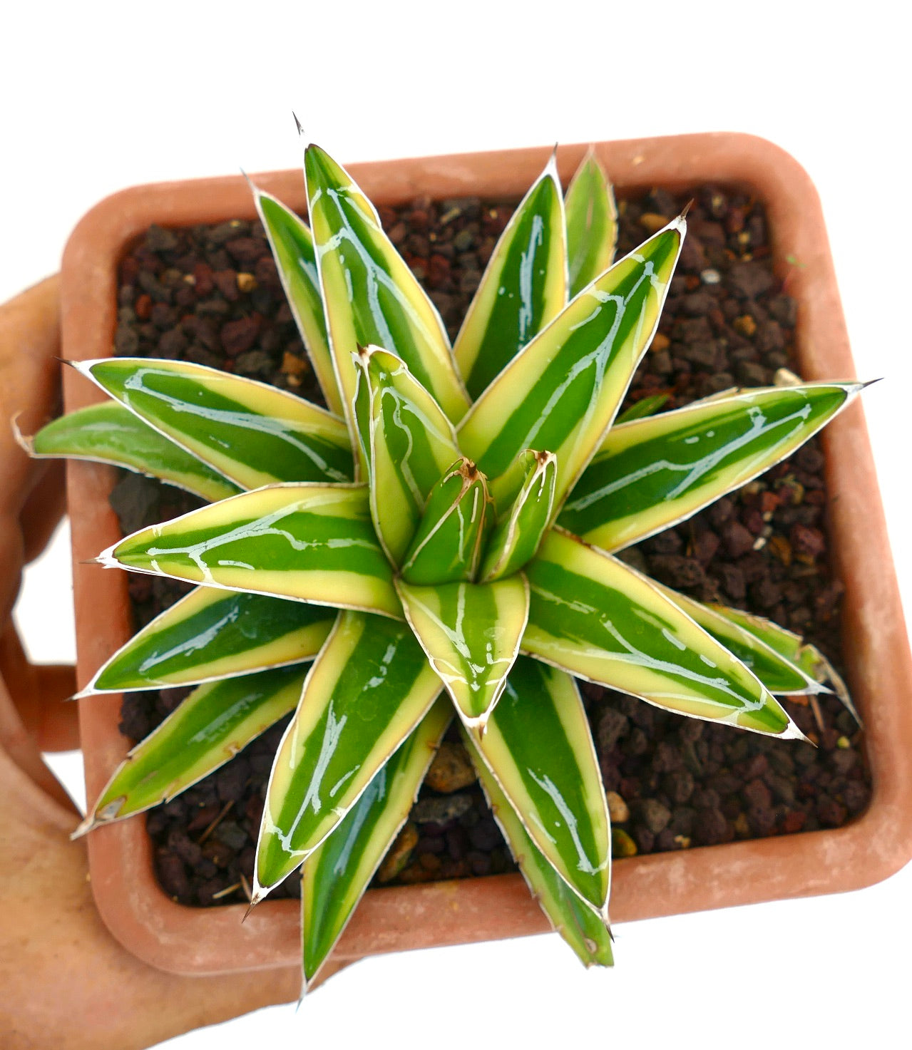 Agave victoriae-reginae cv "Shin Yuki Yama"