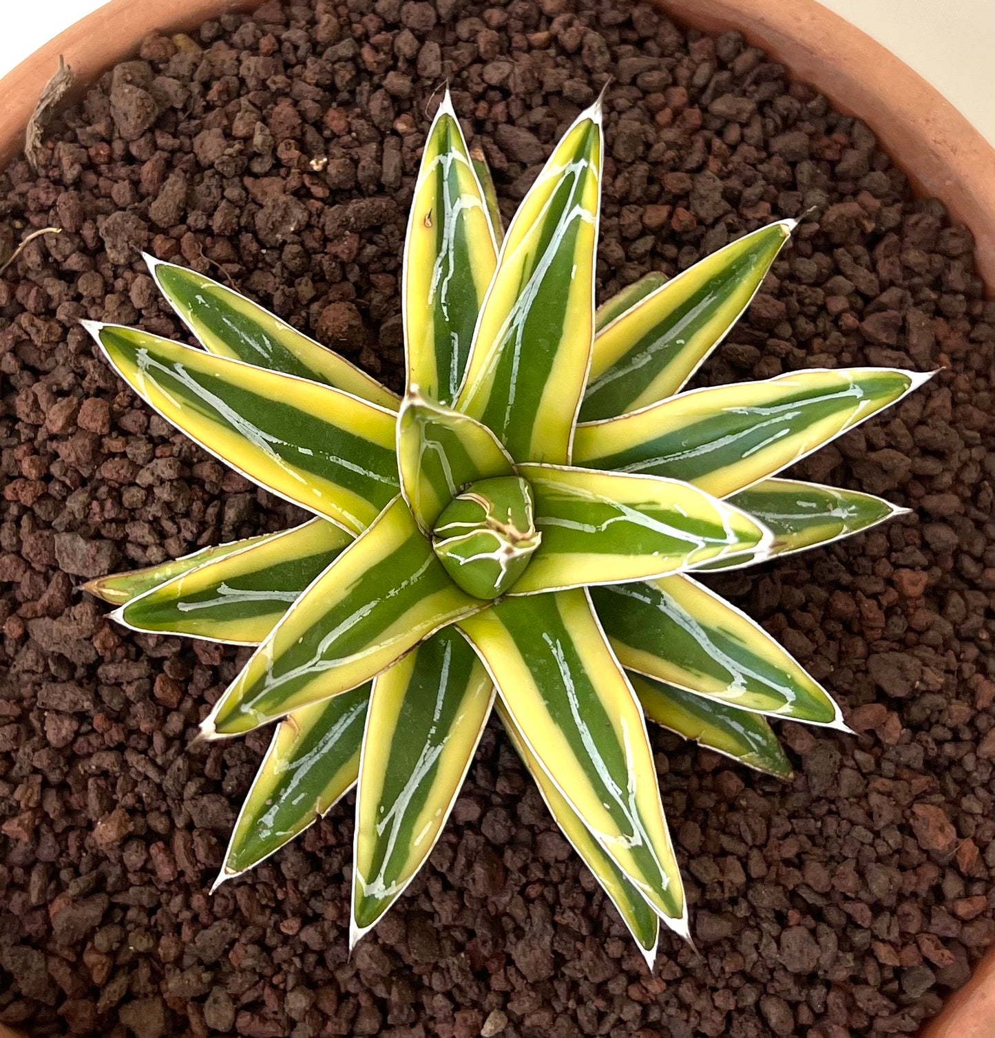 Agave victoriae-reginae cv "Shin Yuki Yama"