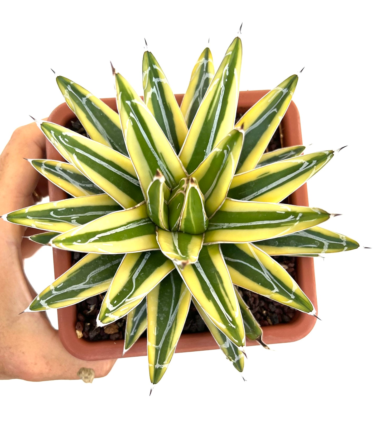 Agave victoriae-reginae cv "Shin Yuki Yama"