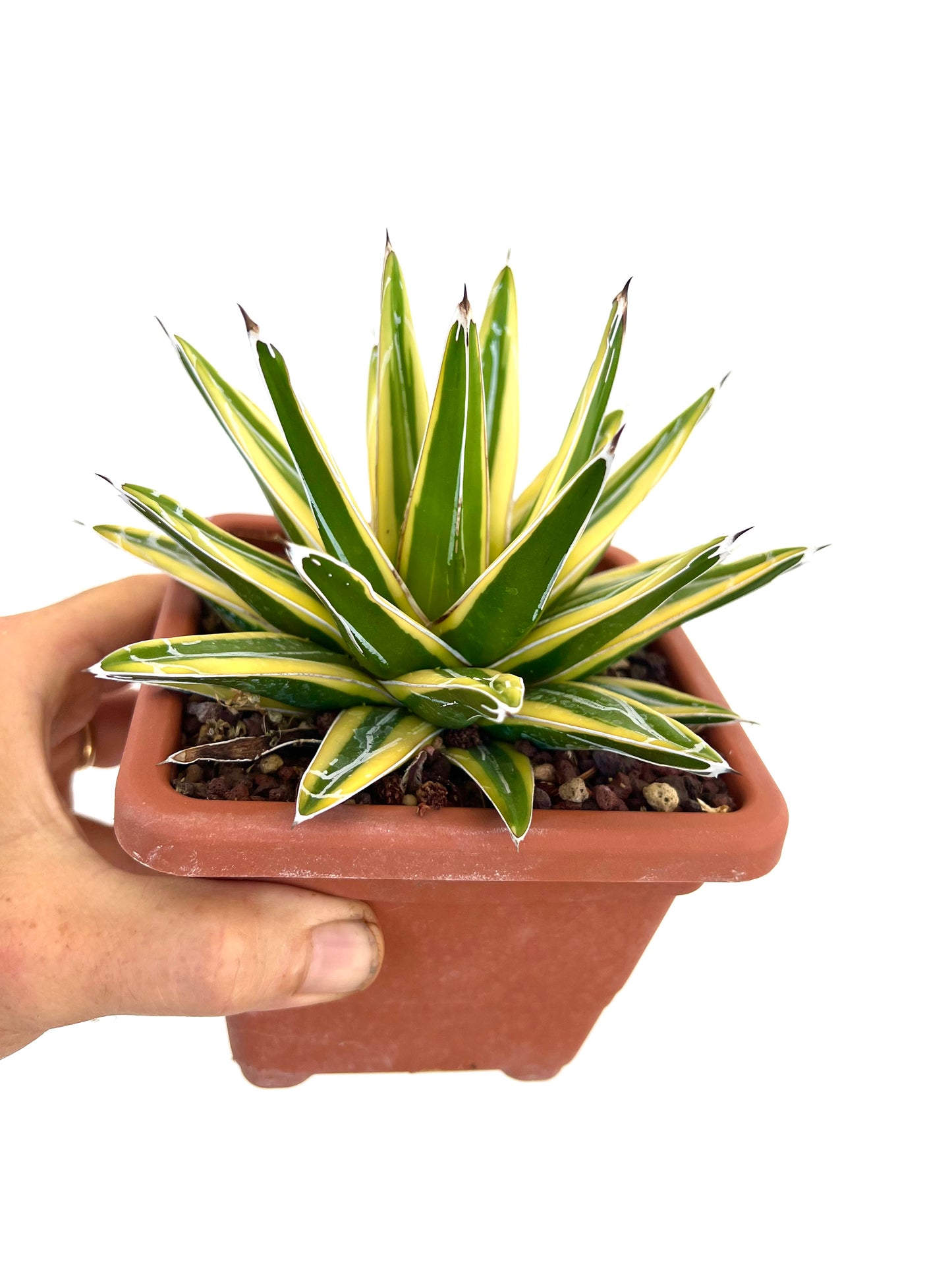 Agave victoriae-reginae cv "Shin Yuki Yama"