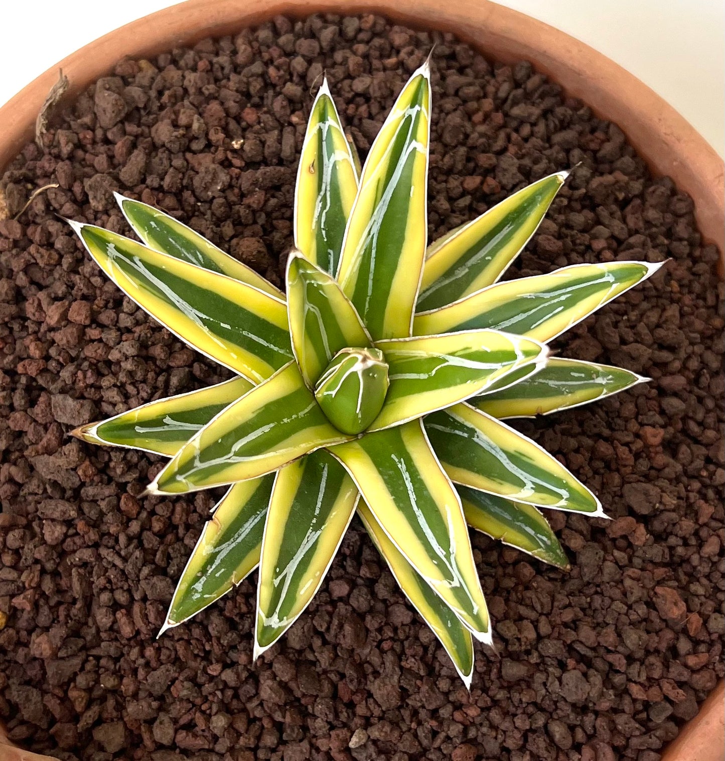 Agave victoriae-reginae cv "Shin Yuki Yama"