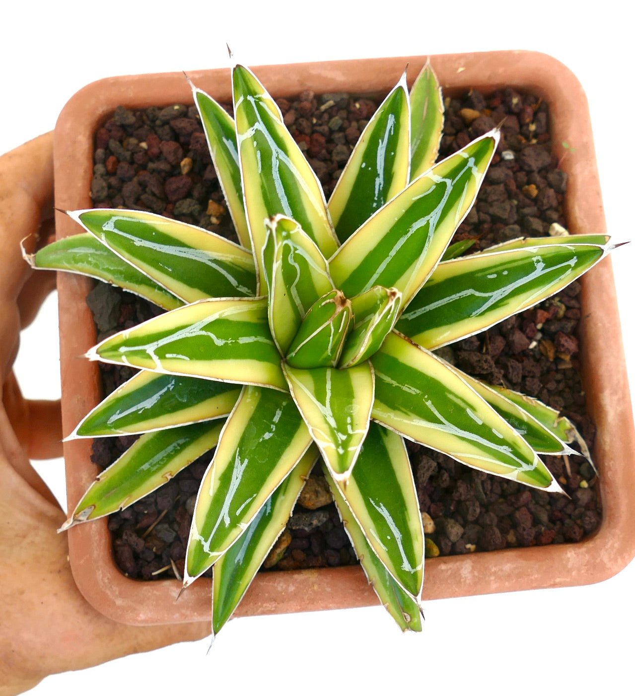 Agave victoriae-reginae cv "Shin Yuki Yama"