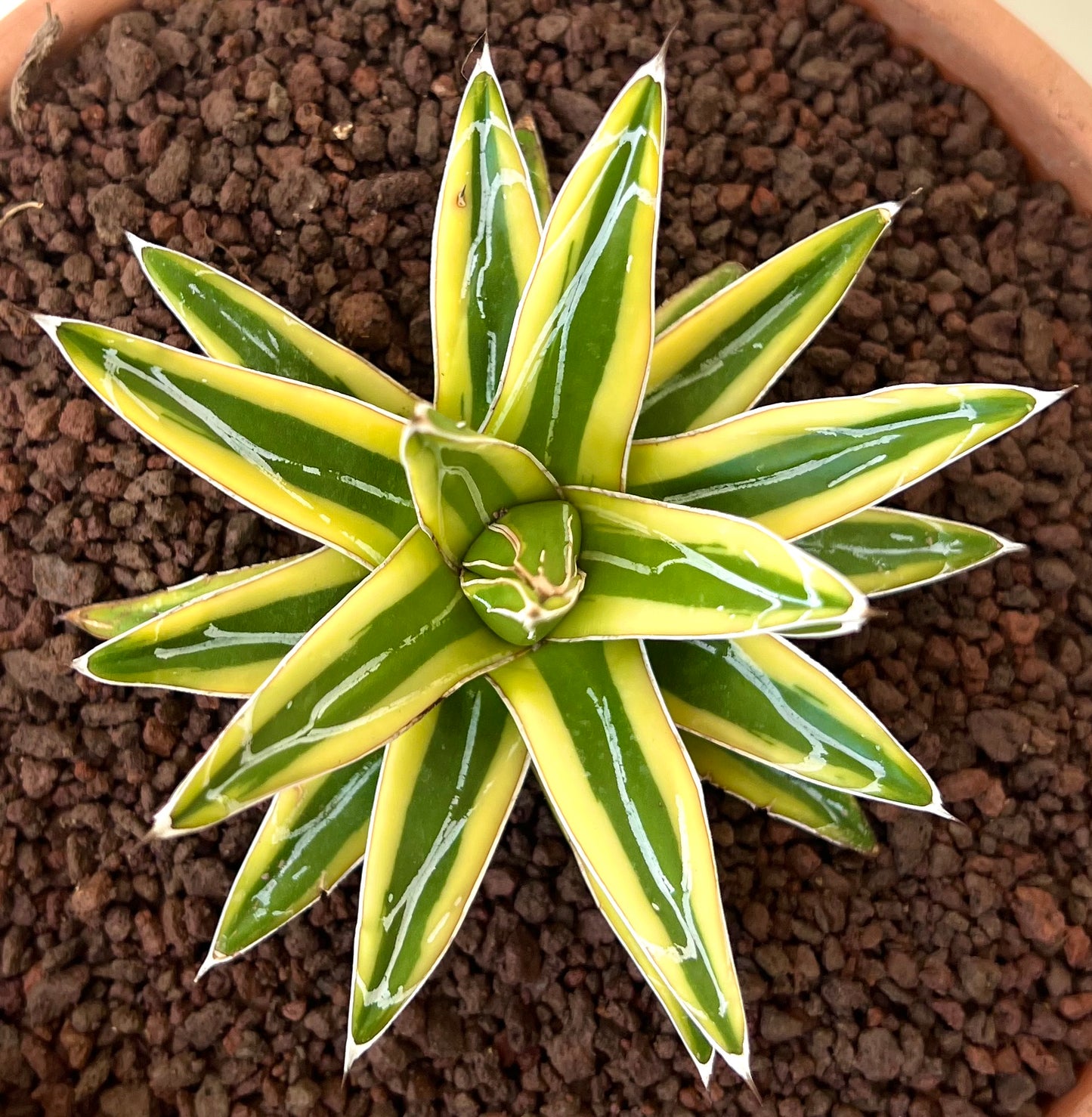 Agave victoriae-reginae cv "Shin Yuki Yama"