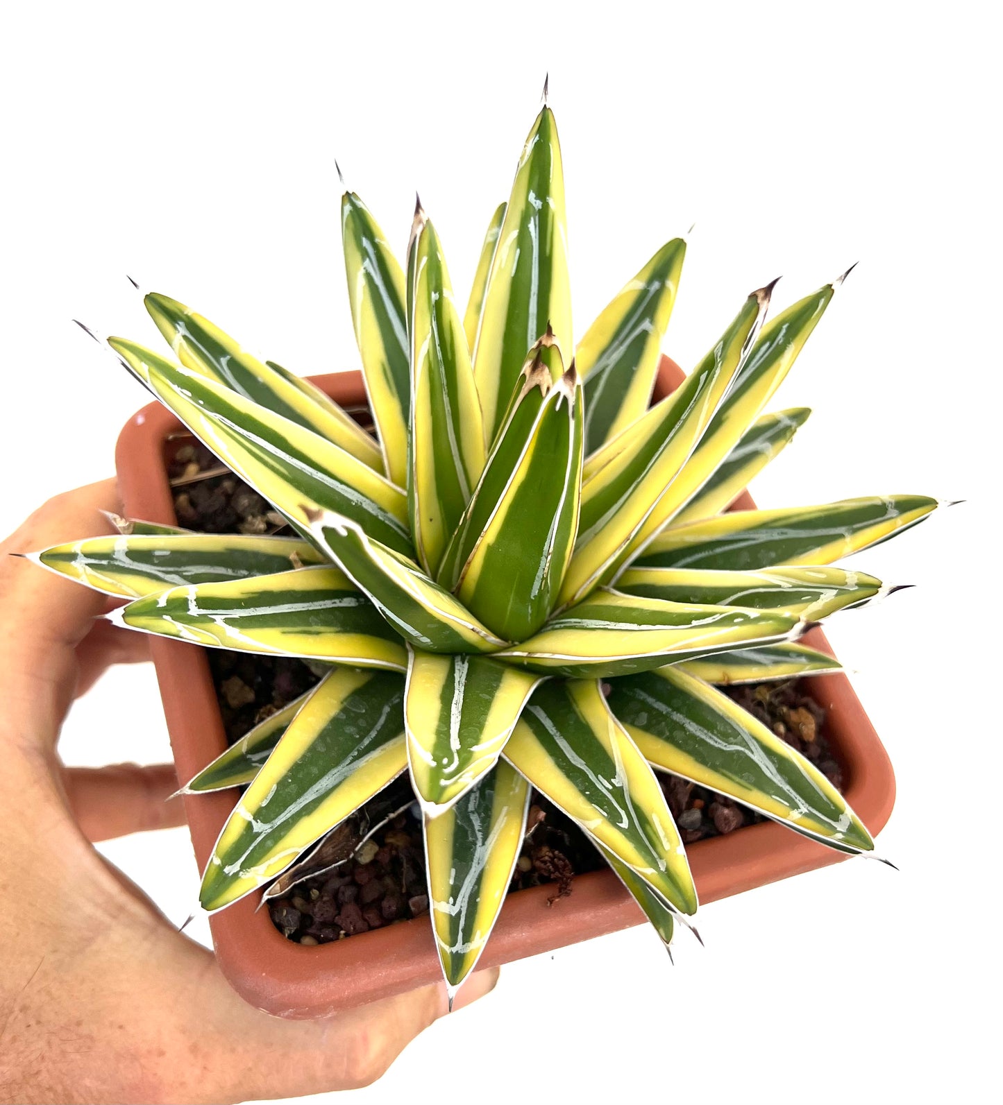 Agave victoriae-reginae cv "Shin Yuki Yama"