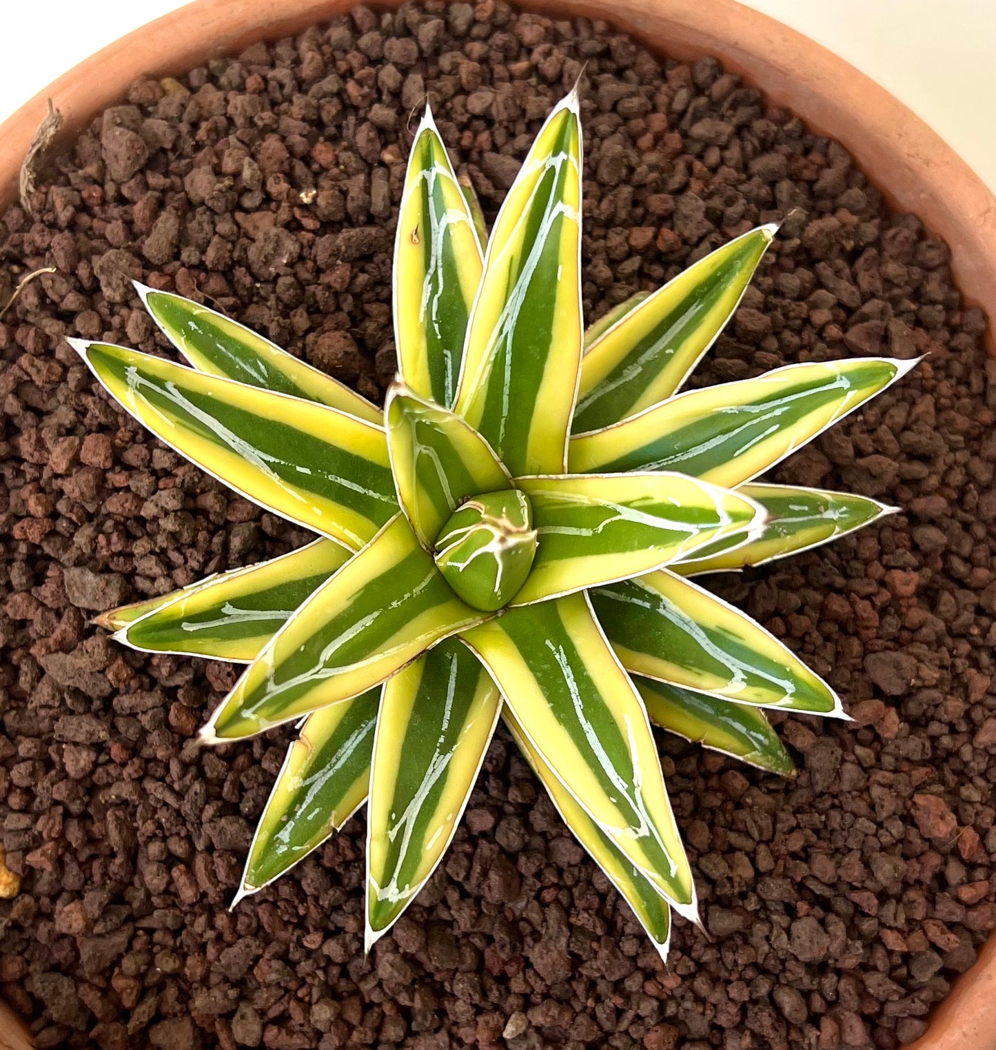 Agave victoriae-reginae cv "Shin Yuki Yama"