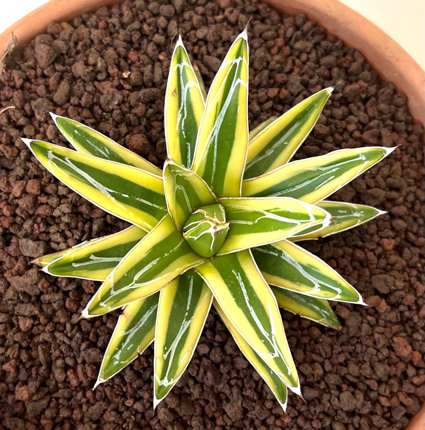 Agave victoriae-reginae cv "Shin Yuki Yama"