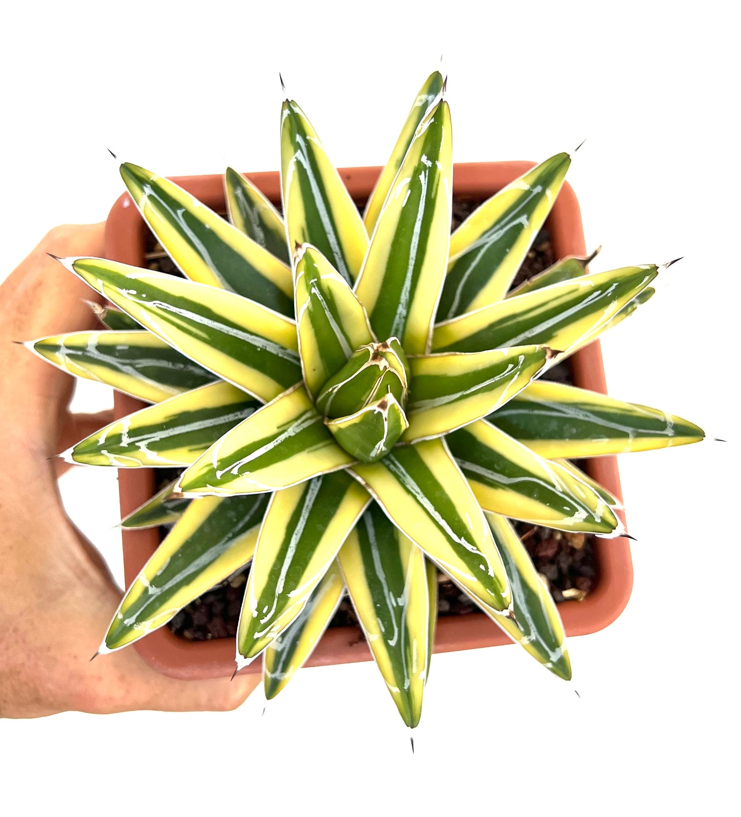 Agave victoriae-reginae cv "Shin Yuki Yama"