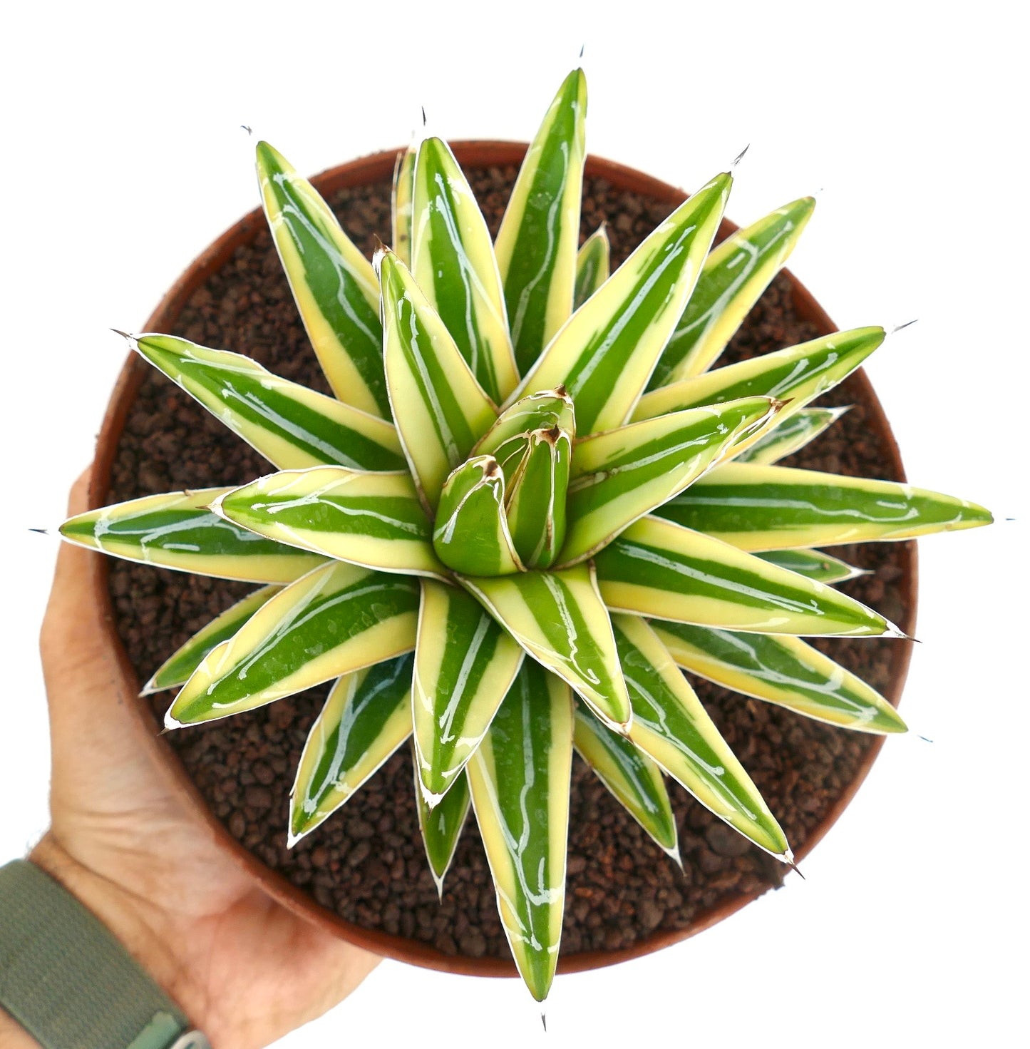 Agave victoriae-reginae cv "Shin Yuki Yama" VARIEGATED