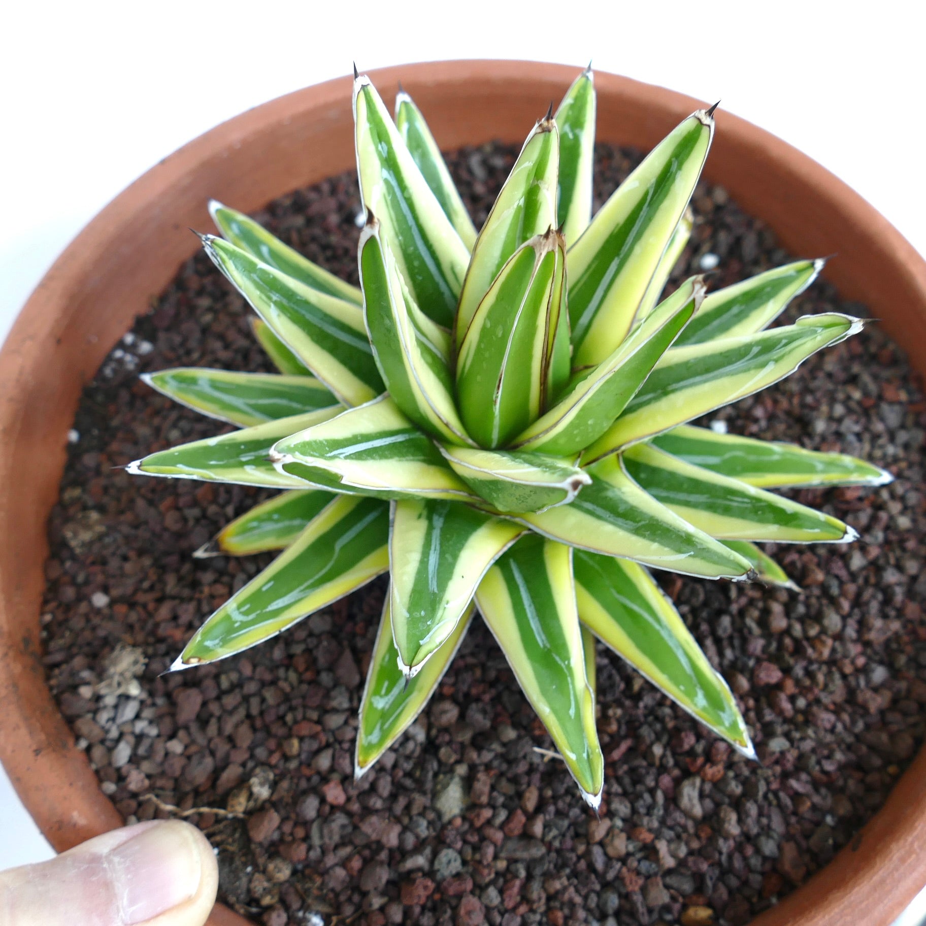 Agave victoriae-reginae cv 'Shin Yuki Yama' succulent panaché avec épines acérées et feuilles rayées vert-jaune