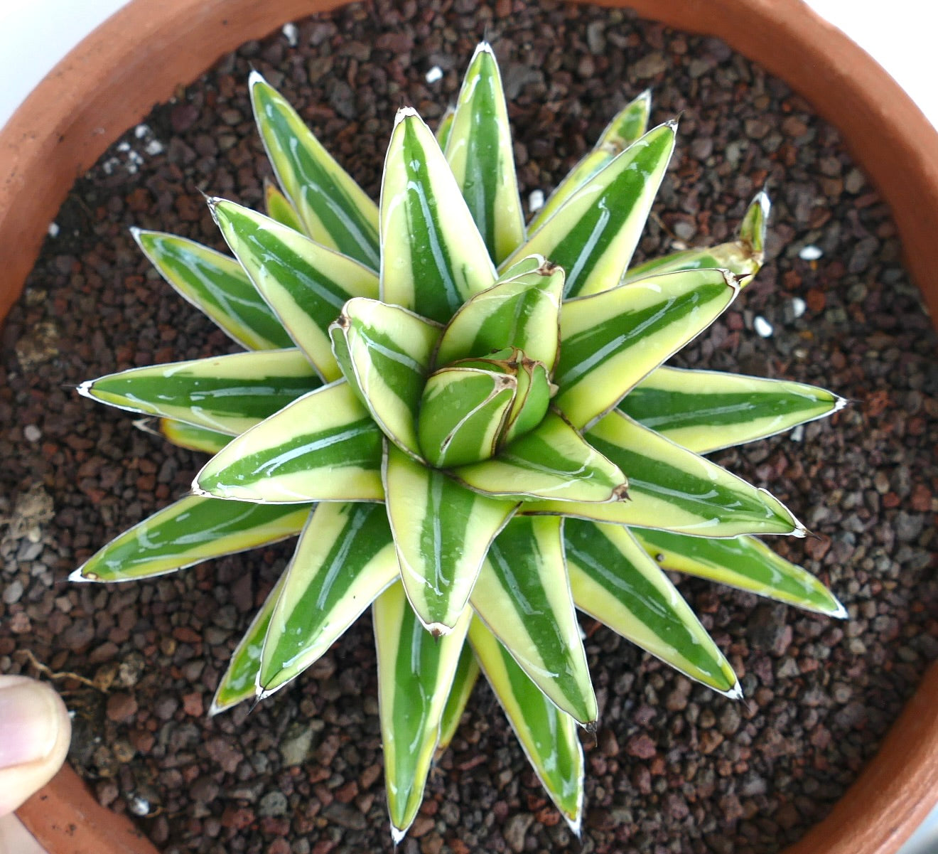 Agave victoriae-reginae cv 'Shin Yuki Yama' succulente panachée avec des feuilles pointues aux extrémités blanches en forme de rosette