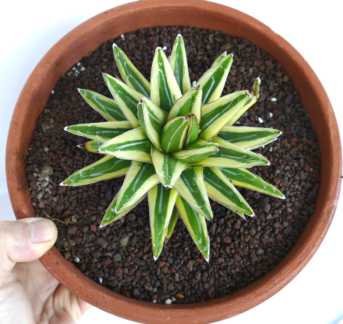 Agave victoriae-reginae cv 'Shin Yuki Yama' succulente panachée avec des feuilles pointues vertes et crème rayées dans un pot en terre cuite