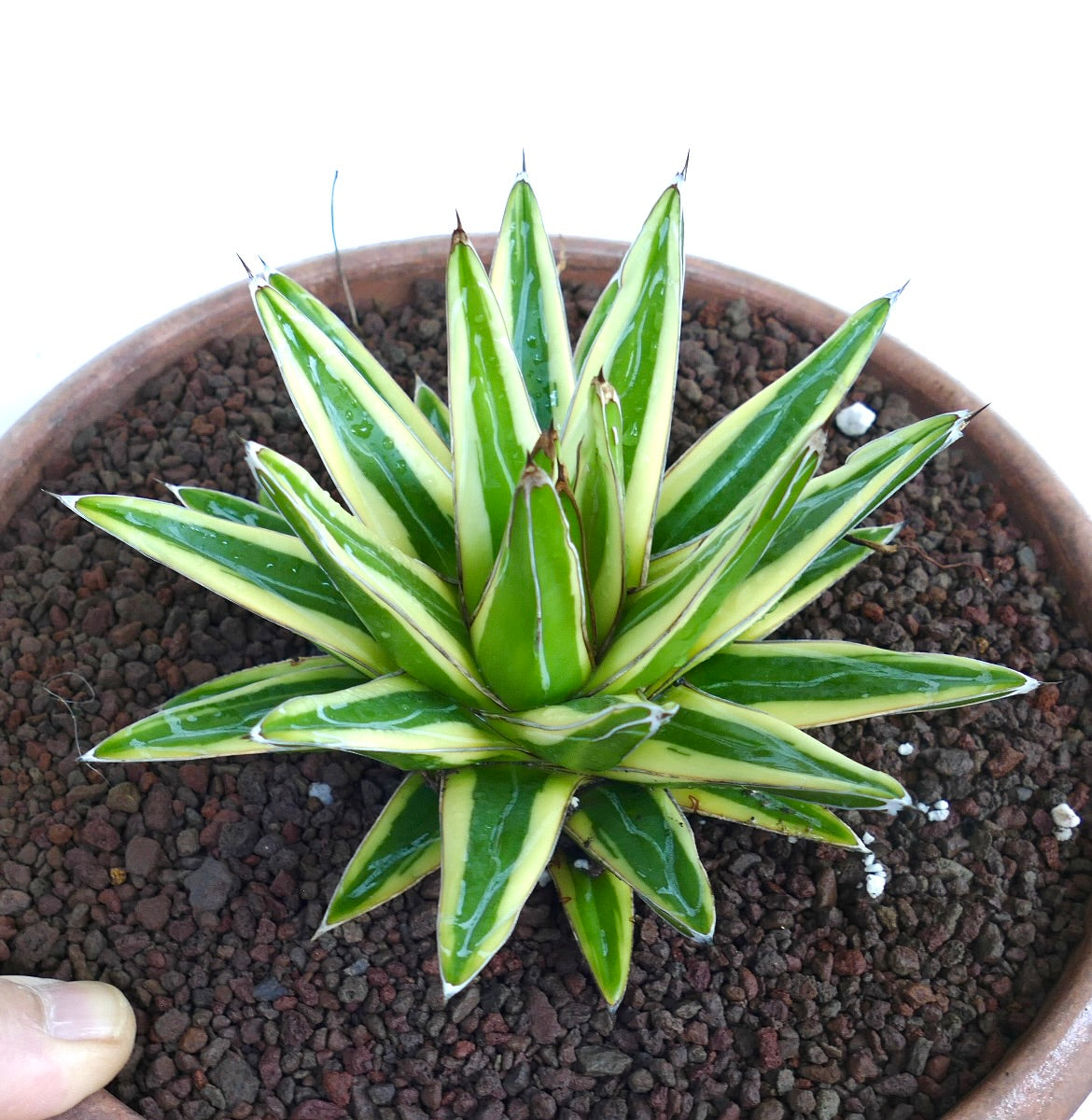 Agave victoriae-reginae cv 'Shin Yuki Yama' variegated succulent with sharp spines and glossy green and cream leaves