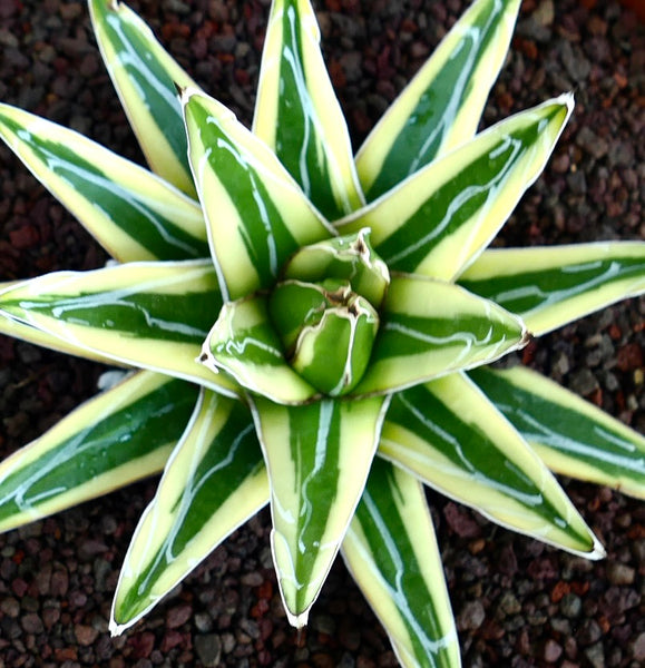 アガベ ベルナエ アガベ・ヴィクトリアエ・レギナエ | Botanical Archive | ユニークな