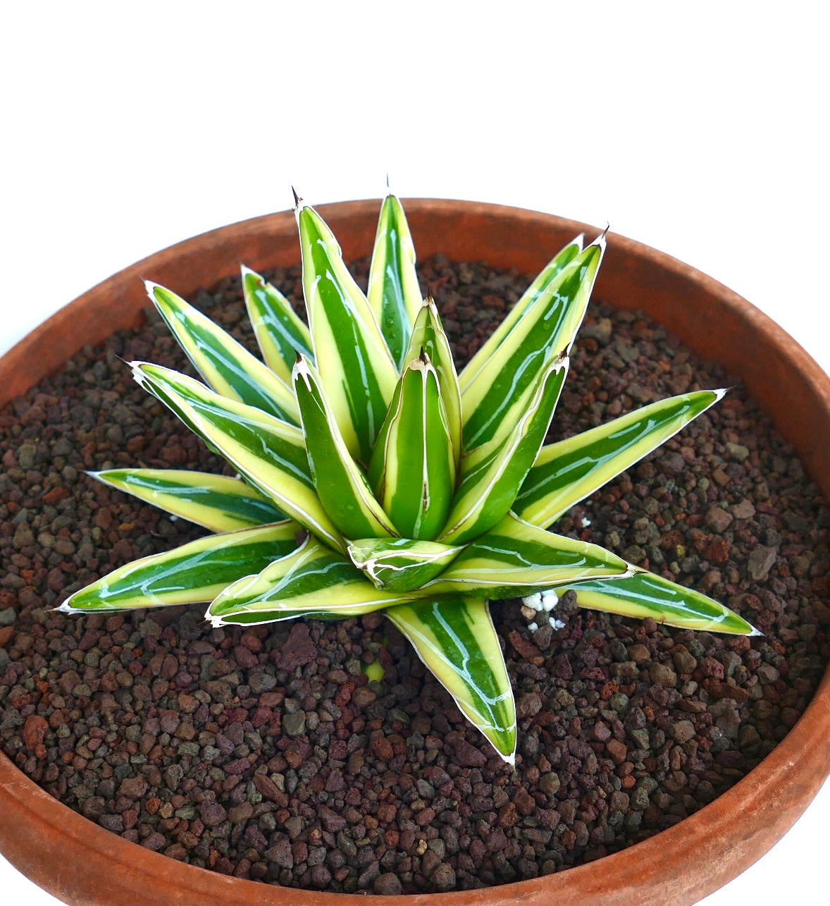 Side view of Agave victoriae-reginae cv 'Shin Yuki Yama' Variegated in a terracotta pot with dark gravel soil, highlighting its pointed variegated leaves.