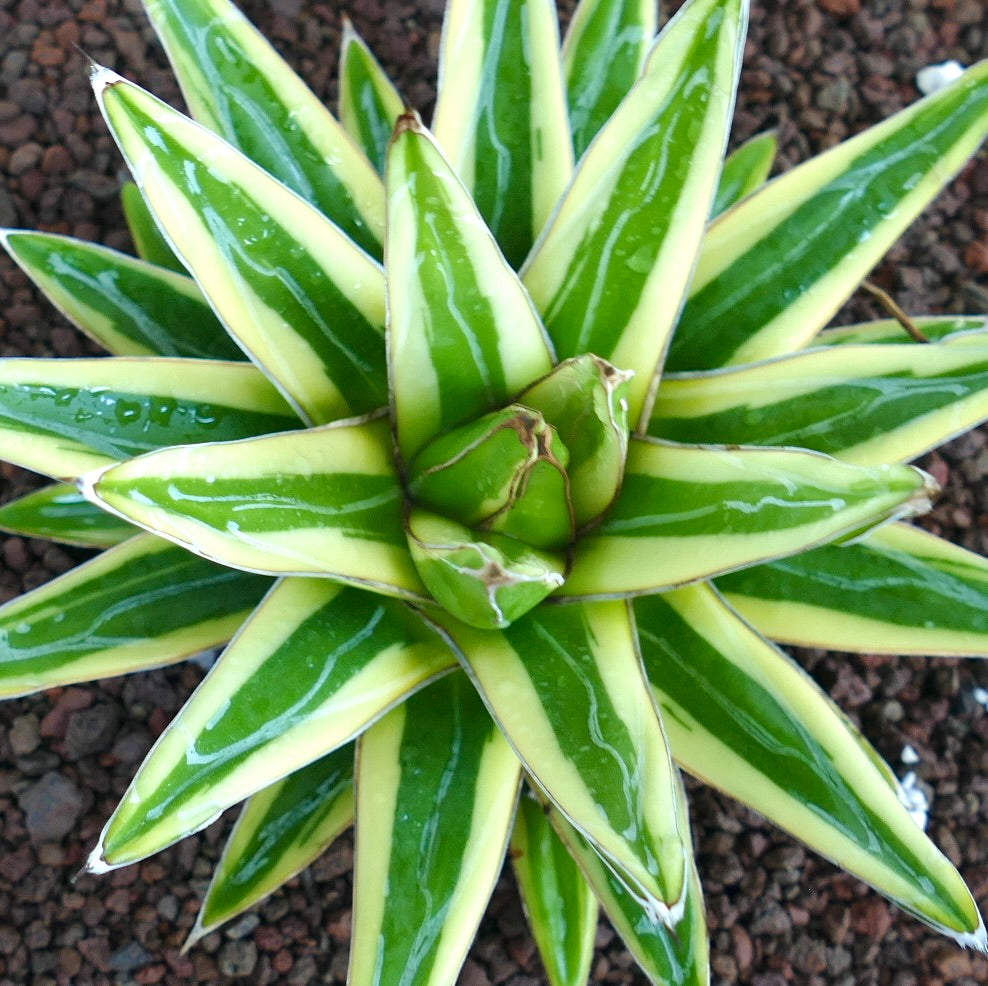 Agave victoriae-reginae cv 'Shin Yuki Yama' variegated succulent with sharp pointed leaves and creamy green stripes