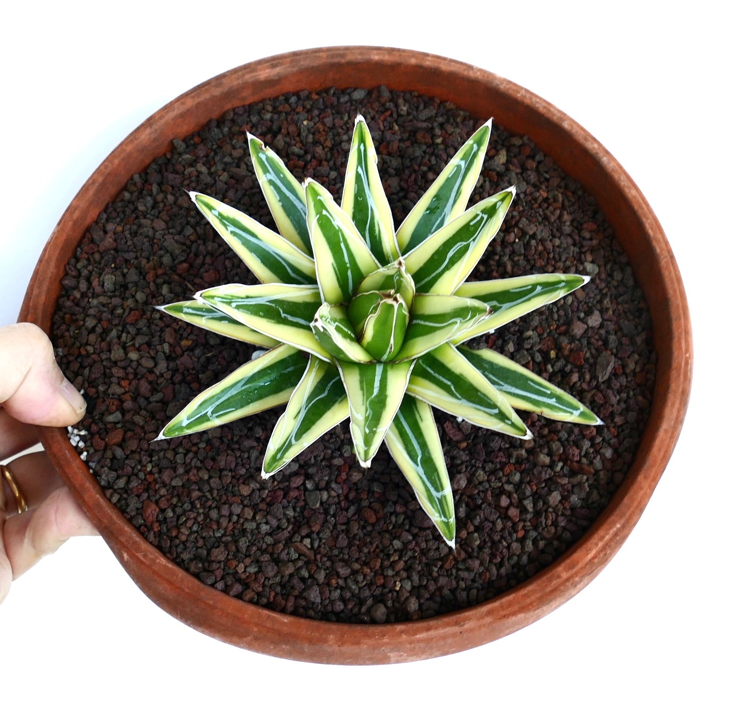 Overhead view of Agave victoriae-reginae cv 'Shin Yuki Yama' Variegated in a round pot, displaying symmetrical star-shaped rosette with yellow-edged green leaves.