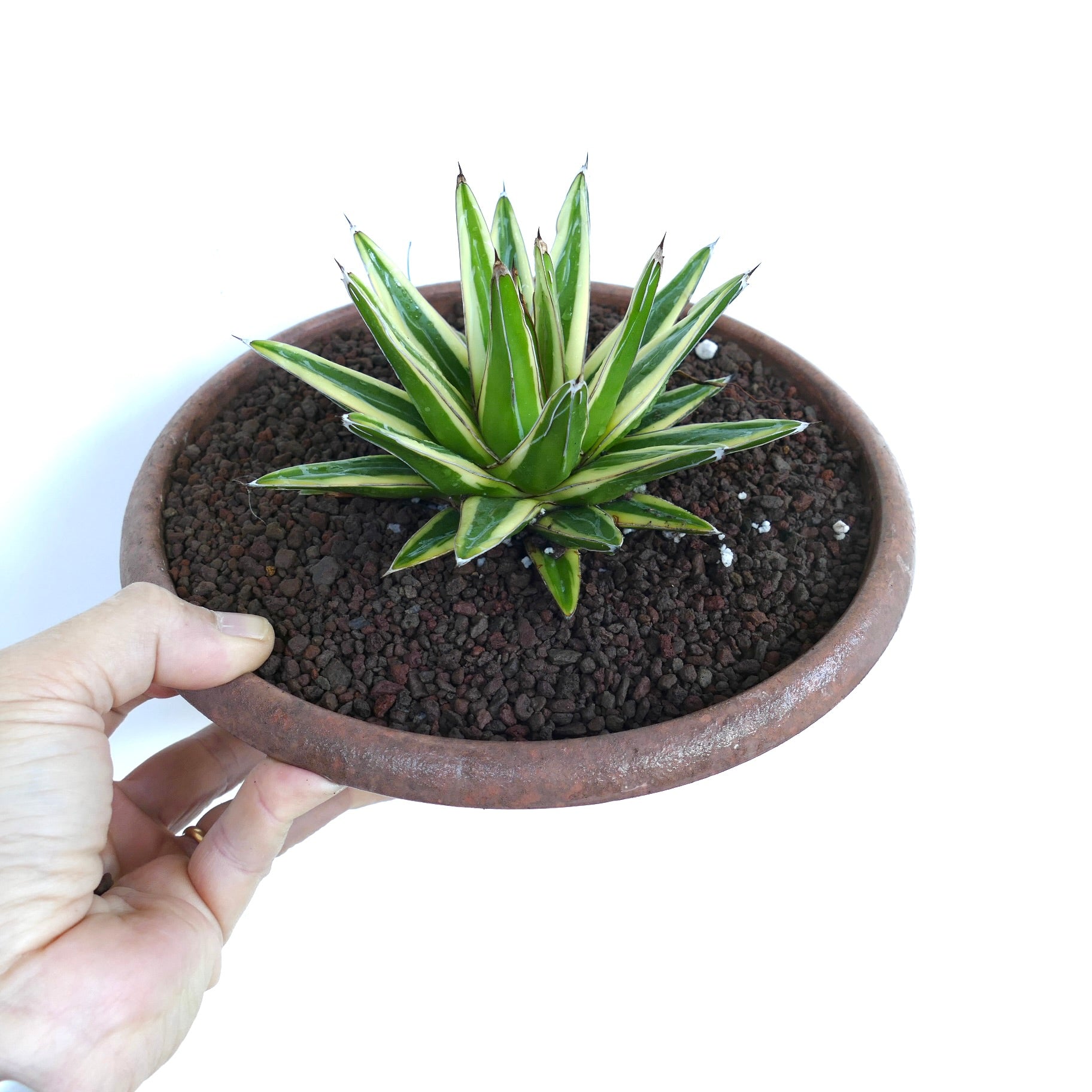 Agave victoriae-reginae cv 'Shin Yuki Yama' variegated succulent with sharp spines and creamy white leaf edges