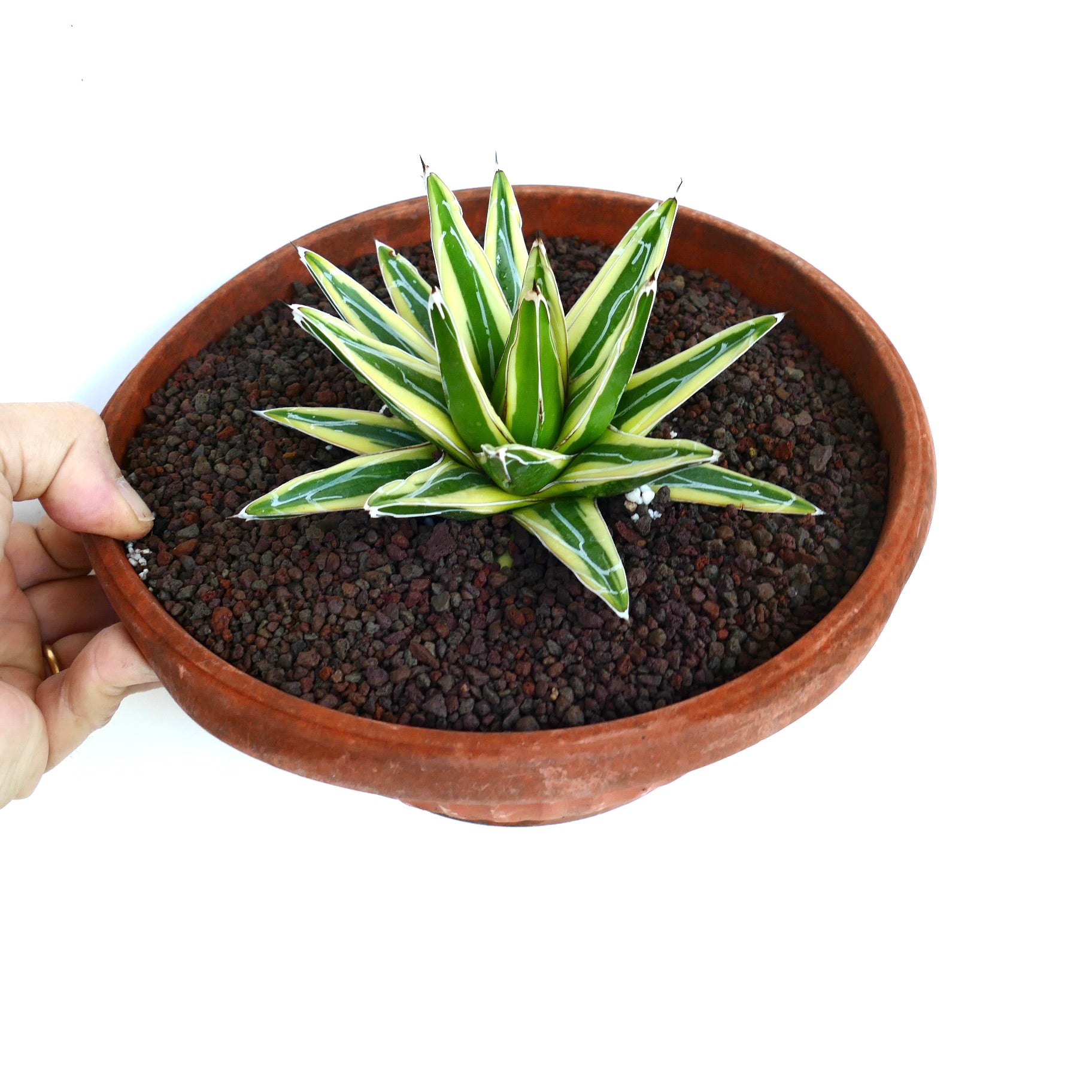 Angled view of Agave victoriae-reginae cv 'Shin Yuki Yama' Variegated planted in volcanic gravel, showing its compact form and variegated leaf pattern.