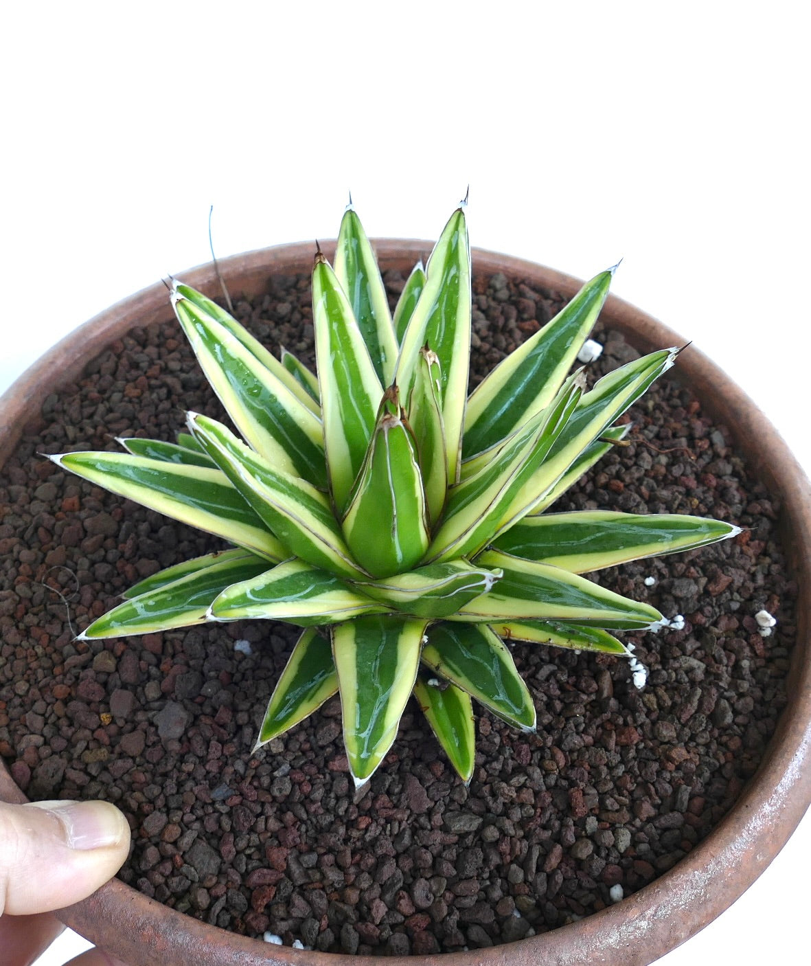 Agave victoriae-reginae cv 'Shin Yuki Yama' variegated succulent with sharp white-edged green leaves in pot