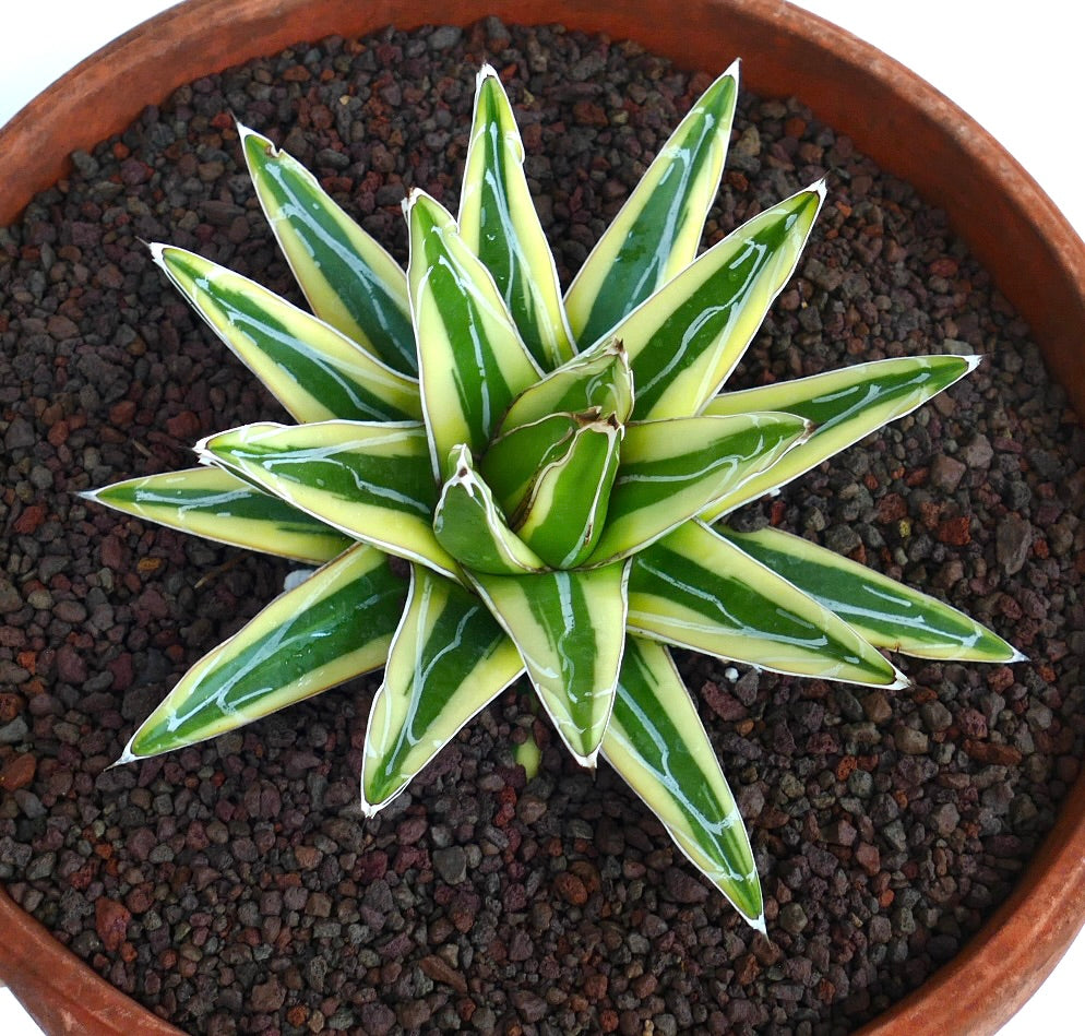 Top shot of Agave victoriae-reginae cv 'Shin Yuki Yama' Variegated, emphasizing rosette structure with glossy green leaves edged in creamy-yellow tones.