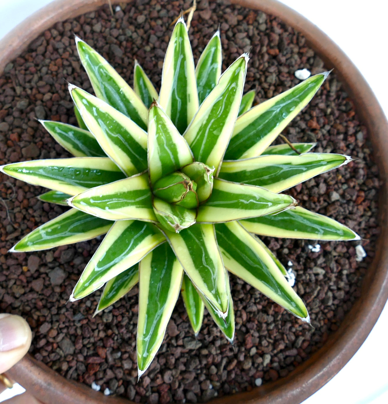 Agave victoriae-reginae cv 'Shin Yuki Yama' variegated succulent with pointed green and cream leaves in pot