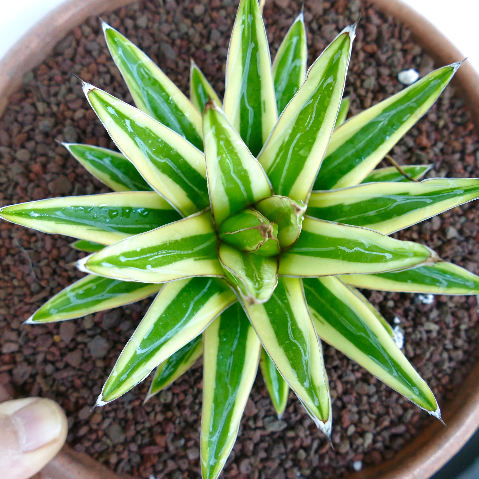 Agave victoriae-reginae cv 'Shin Yuki Yama' variegated succulent with sharp white-edged green leaves