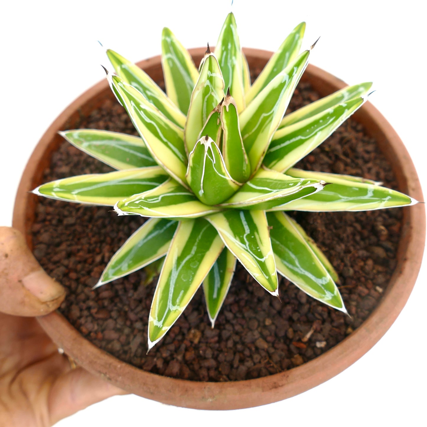 Agave victoriae-reginae cv "Shin Yuki Yama" VARIEGATED