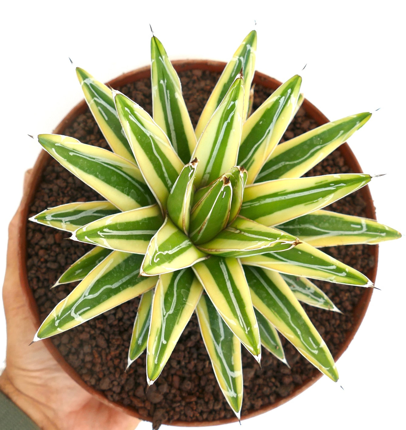 Agave victoriae-reginae cv "Shin Yuki Yama" VARIEGATED