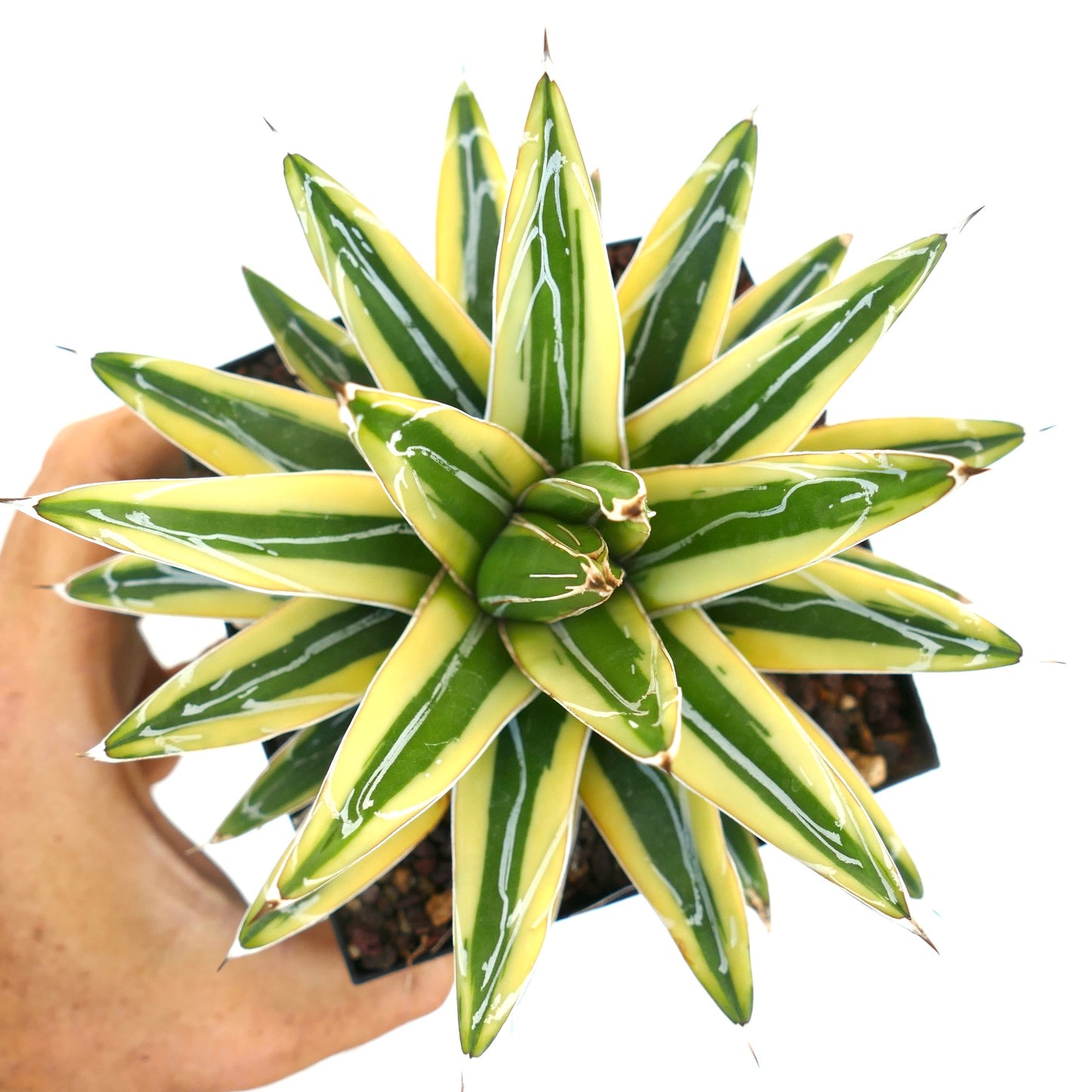 Agave victoriae-reginae cv "Shin Yuki Yama" VARIEGATED