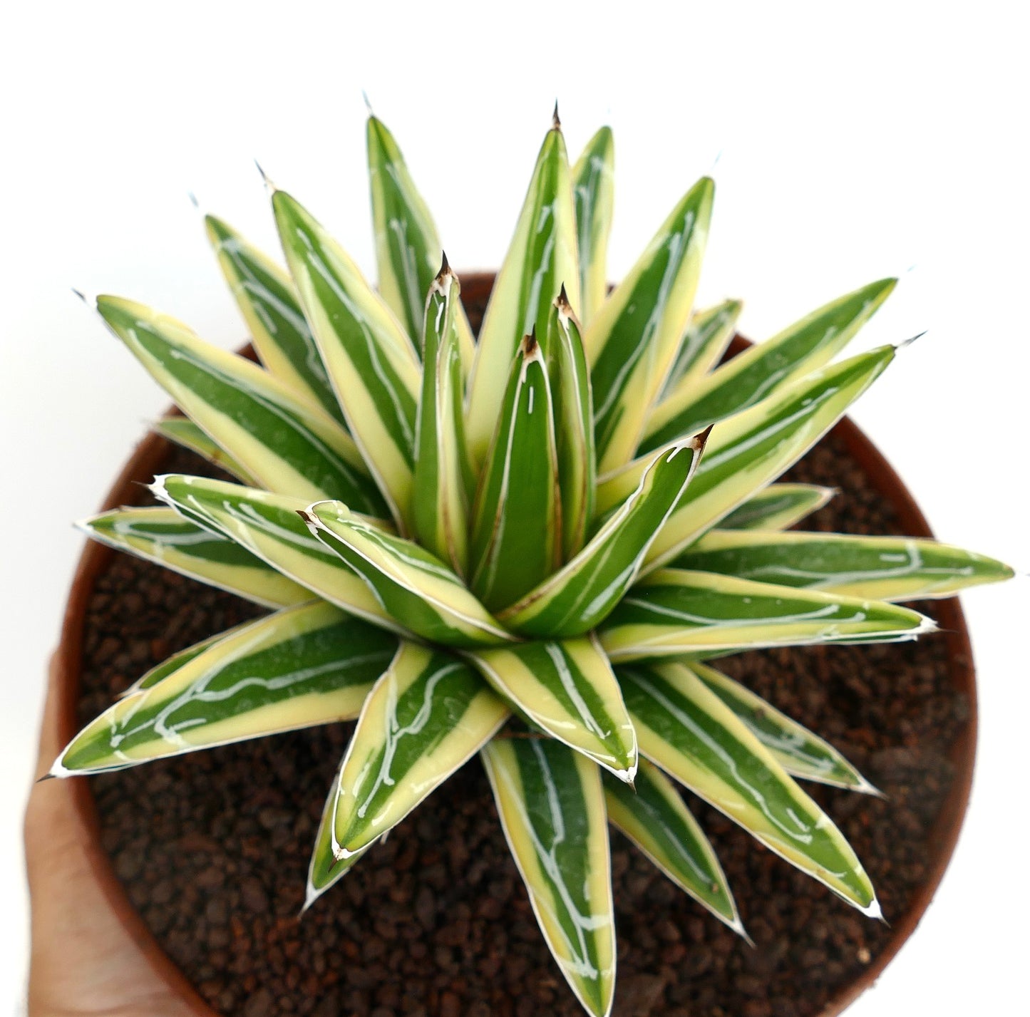 Agave victoriae-reginae cv "Shin Yuki Yama" VARIEGATED