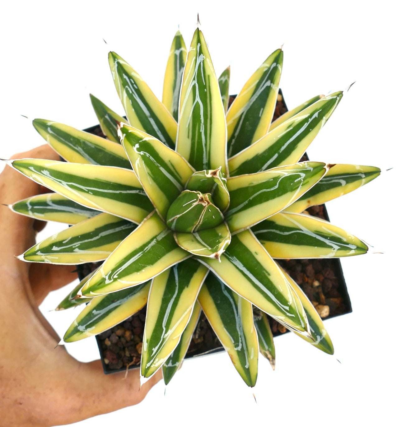 Agave victoriae-reginae cv "Shin Yuki Yama" VARIEGATED