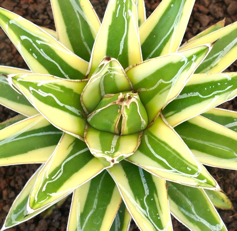 Agave victoriae-reginae cv "Shin Yuki Yama" VARIEGATED