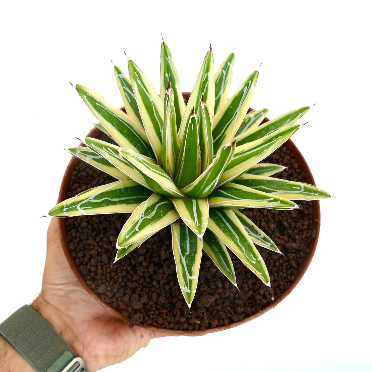 Agave victoriae-reginae cv "Shin Yuki Yama" VARIEGATED